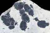 Elrathia Trilobite Cluster () - Wheeler Shale, Utah #105593-3